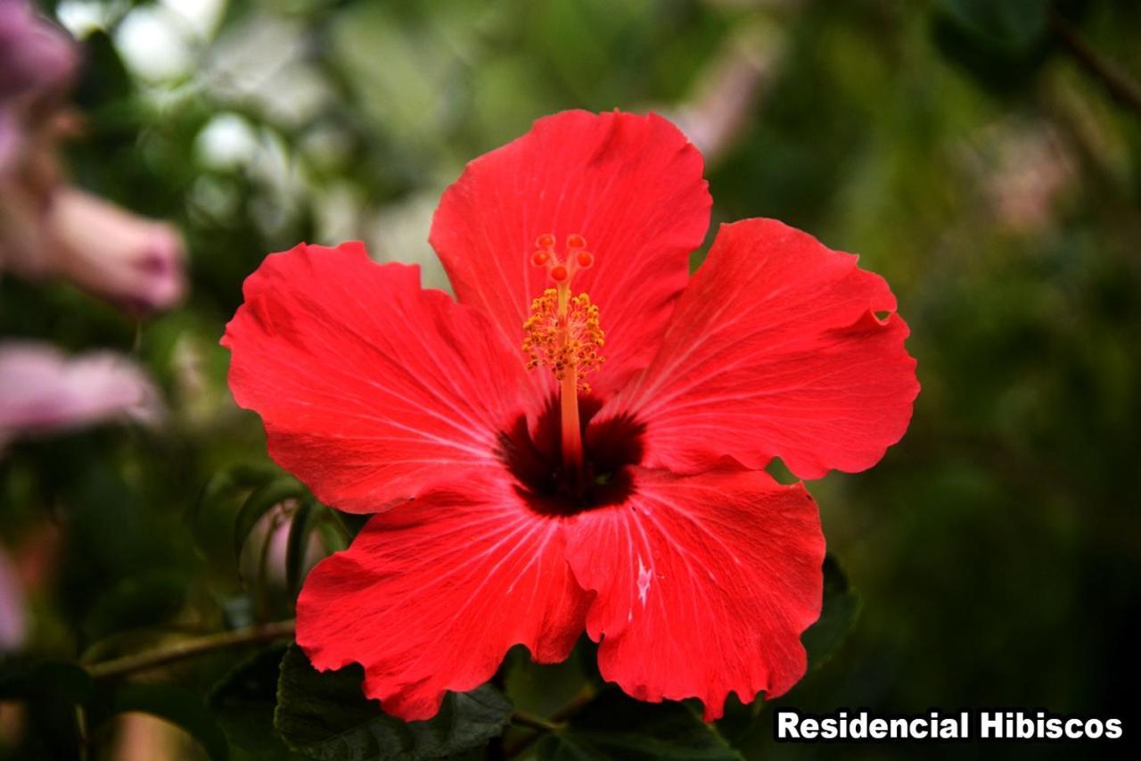 Residencial Hibiscos - Vista Mar Villa Garopaba Exteriör bild